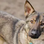 Oddam psa, Warszawa, 24 lutego 2024