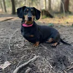 Pies do adopcji, Kielce, 24 lutego 2024