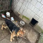 Zaginął pies, Karolówka, 24 lutego 2024