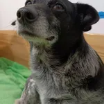 Zaginął pies, Pniewy, 24 lutego 2024