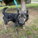 Pies do adopcji, Kielce, 24 lutego 2024