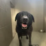 Pies do adopcji, Kielce, 24 lutego 2024