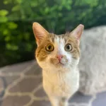 Pies do adopcji, Kielce, 24 lutego 2024