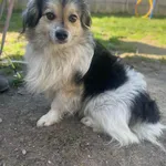 Pies do adopcji, Kielce, 24 lutego 2024