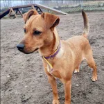 Znaleziono psa, Grudziądz, 28 stycznia 2024