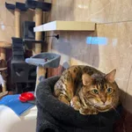 Kot do adopcji, Korabiewice, 24 lutego 2024