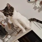 Zaginął kot, Poznań, 25 lutego 2024