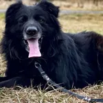 Imię: Nestor Czip: 616093902519417 Płeć: samiec Wiek: styczeń 2015 Wielkość: duży Kastracja/sterylizacja: tak Inne Psy: Akceptuje towarzystwo innych zwierząt Dzieci: W wieku szkolnym Charakter: Dostoj