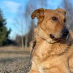 Imię: Łobuz Czip: 616093902284972 Płeć: samiec Wiek: styczeń 2013 Wielkość: duży Kastracja/sterylizacja: tak Inne Psy: Akceptuje towarzystwo innych zwierząt Dzieci: W wieku szkolnym Charakter: Spokojn