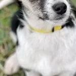 Imię: Malwa Czip: 616093902518450 Płeć: samica Wiek: grudzień 2023 Wielkość: mała Kastracja/sterylizacja: nie ze względu na zbyt młody wiek, do wykonania w późniejszym terminie Inne Psy: Akceptuje tow