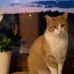 Zaginął kot, Olsztyn, 25 lutego 2024