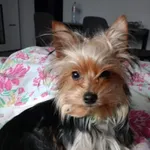 Zaginął pies, Łódź, 25 lutego 2024