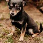 Pies do adopcji, Czartki, 23 lutego 2024