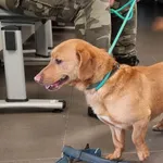 Pies odnaleziony w dniu 26.02.2024 r. przy ul. Siedleckiej.