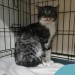 Znaleziono kota, Gdynia, 27 stycznia 2024