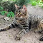 Kot do adopcji, Piła, 27 listopada 2023