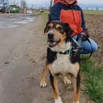 Pies do adopcji, Przyborówko, 23 maja 2024