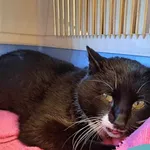 Znaleziono kota, Dąbrówka, 25 lutego 2024