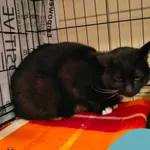 Znaleziono kota, Gdynia, 27 stycznia 2024