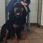 Znaleziono psa, Toruń, 24 lutego 2024