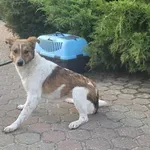 Znaleziono psa, Toruń, 25 lutego 2024