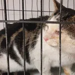 Znaleziono kota, Toruń, 23 lutego 2024