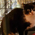 Znaleziono kota, Toruń, 23 lutego 2024