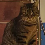 Zaginął kot, Łódź, 26 lutego 2024