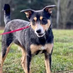 Imię: Lucynka Czip: 616093902282734 Płeć: samica Wiek: styczeń 2021 Wielkość: mała Kastracja/sterylizacja: tak Inne Psy: Akceptuje towarzystwo innych zwierząt Dzieci: W wieku szkolnym Charakter: Spoko