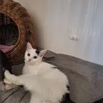 Kot do adopcji, Orzechowce, 27 lutego 2024