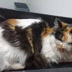 Znaleziono kota, Racławice, 24 lutego 2024