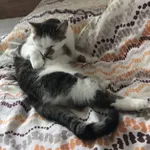 Zaginął kot, Łódź, 28 lutego 2024