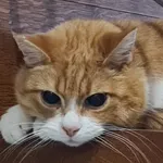 Zaginął kot, Łódź, 29 lutego 2024