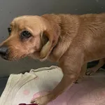 Znaleziono psa, Lublin, 25 lutego 2024