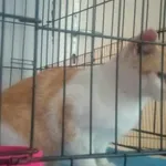 Znaleziono kota, Toruń, 28 lutego 2024