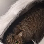 Kot do adopcji, Orzechowce, 29 lutego 2024