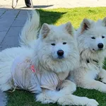 Zaginęły 2 samoyedki