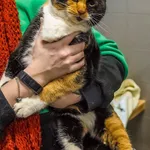 Kot do adopcji, Sopot, 1 marca 2024