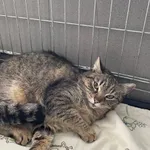 Kot do adopcji, Kielce, 1 marca 2024