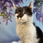 Kot do adopcji, Kielce, 1 marca 2024