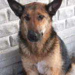 Lurczenka to suka przywieziona w dniu 22.02.2024r średnia , młoda, uległa, ostrożna do obcych osób