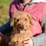 Oddam psa, Warszawa, 2 marca 2024