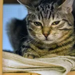 Kot do adopcji, Sopot, 1 marca 2024