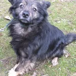 Lewarek to pies przywieziony w dniu 24.02.2024r średni, dorosły, boi się obcych osób,