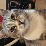 Dziś, dn. 02.03.2024 znalazłam SZARO-białą kotkę przy smietniku przy ul. WOJEWÓDZKIEGO 22 w Łodzi. Ma specyficzny miałk i jest zadbana. Nie posiada chipa.