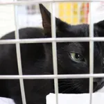 Znaleziono kota, Łódź, 3 marca 2024