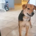 Nr: 83/2024 - Pies z Świdnica Miasto