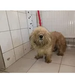 Znaleziono psa, Białystok, 18 lutego 2024