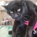 Kot do adopcji, Zielona Góra, 5 marca 2024