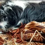 Zaginął pies, Łódź, 4 marca 2024